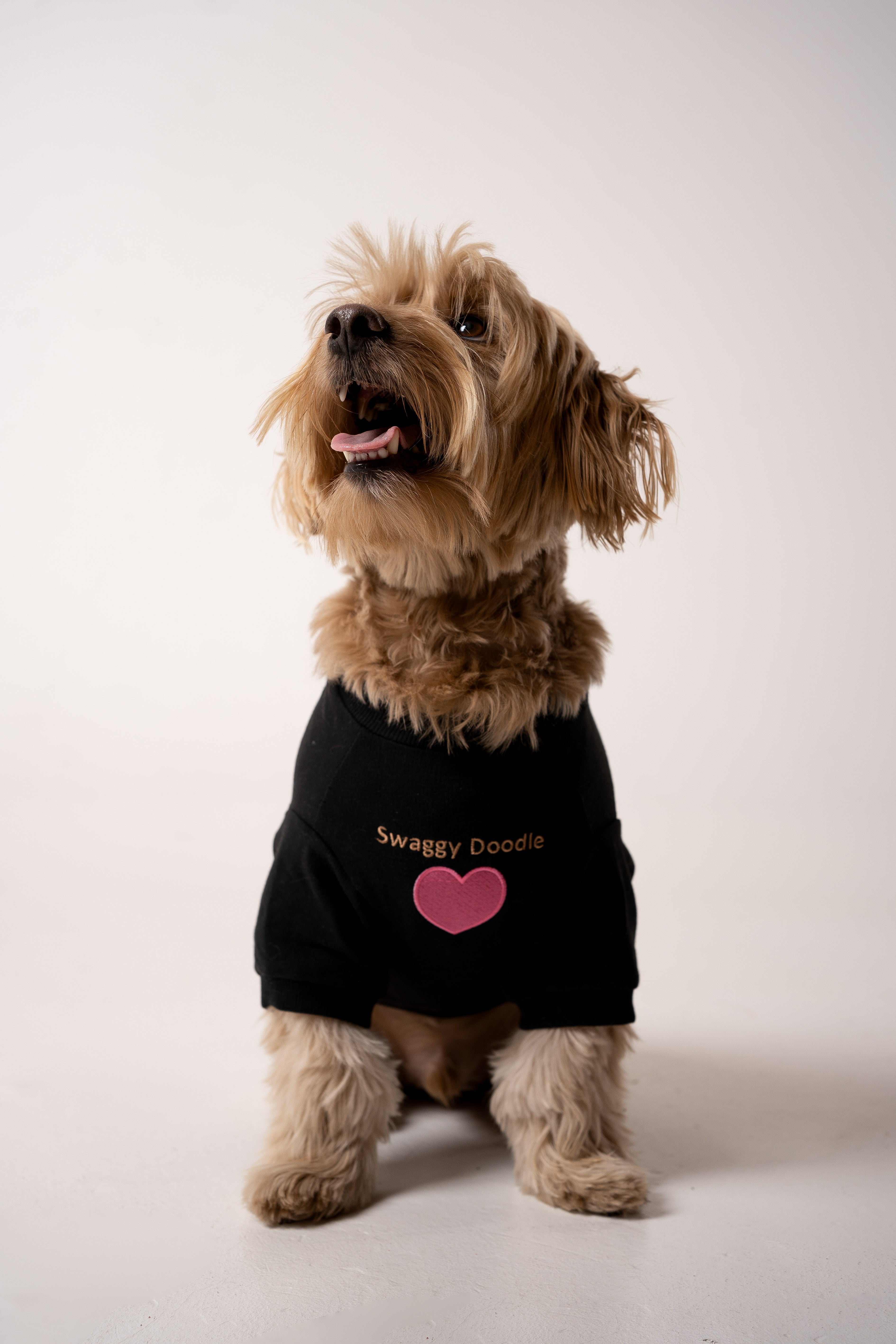 Paw Apparel