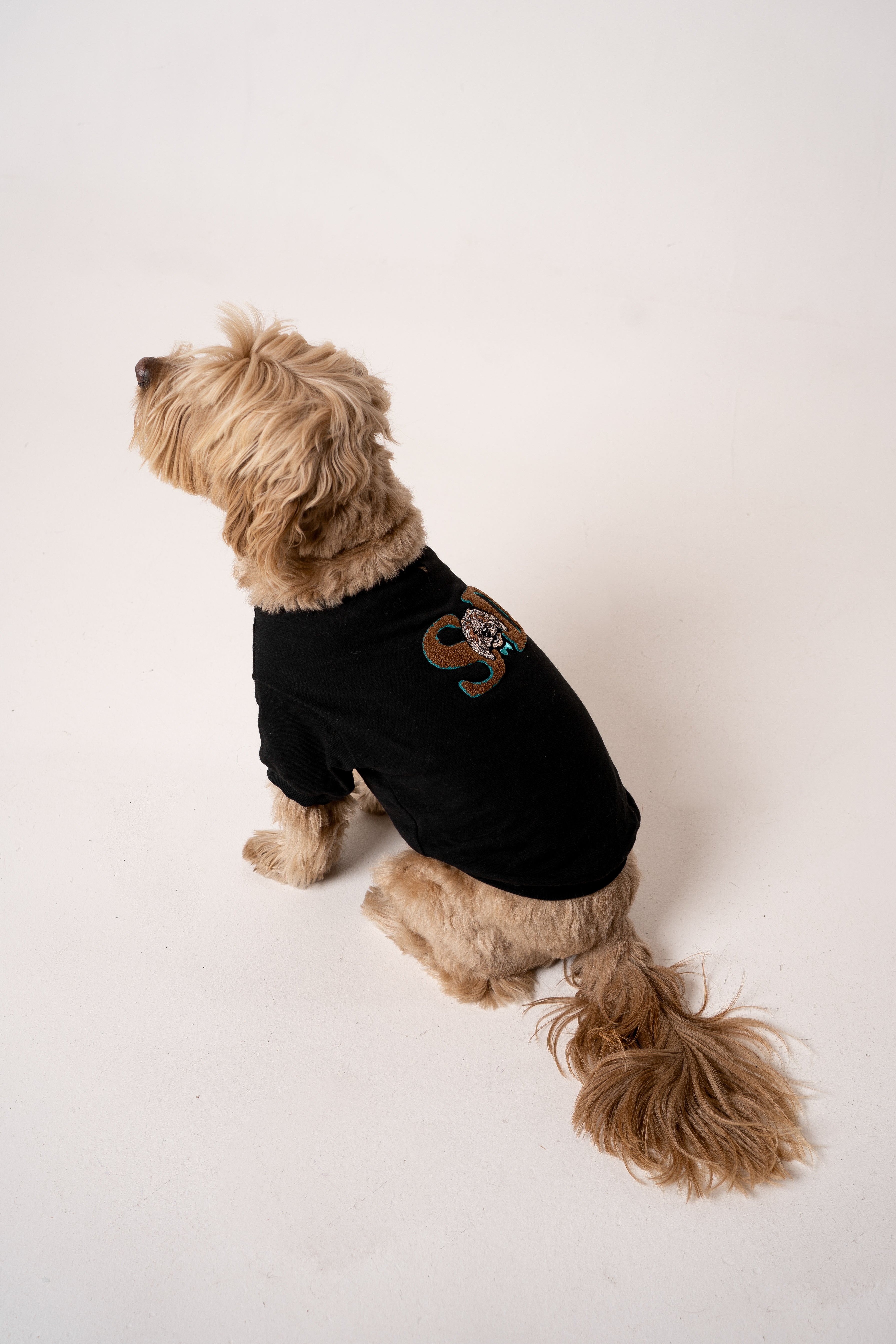 Dog Sweater star black
