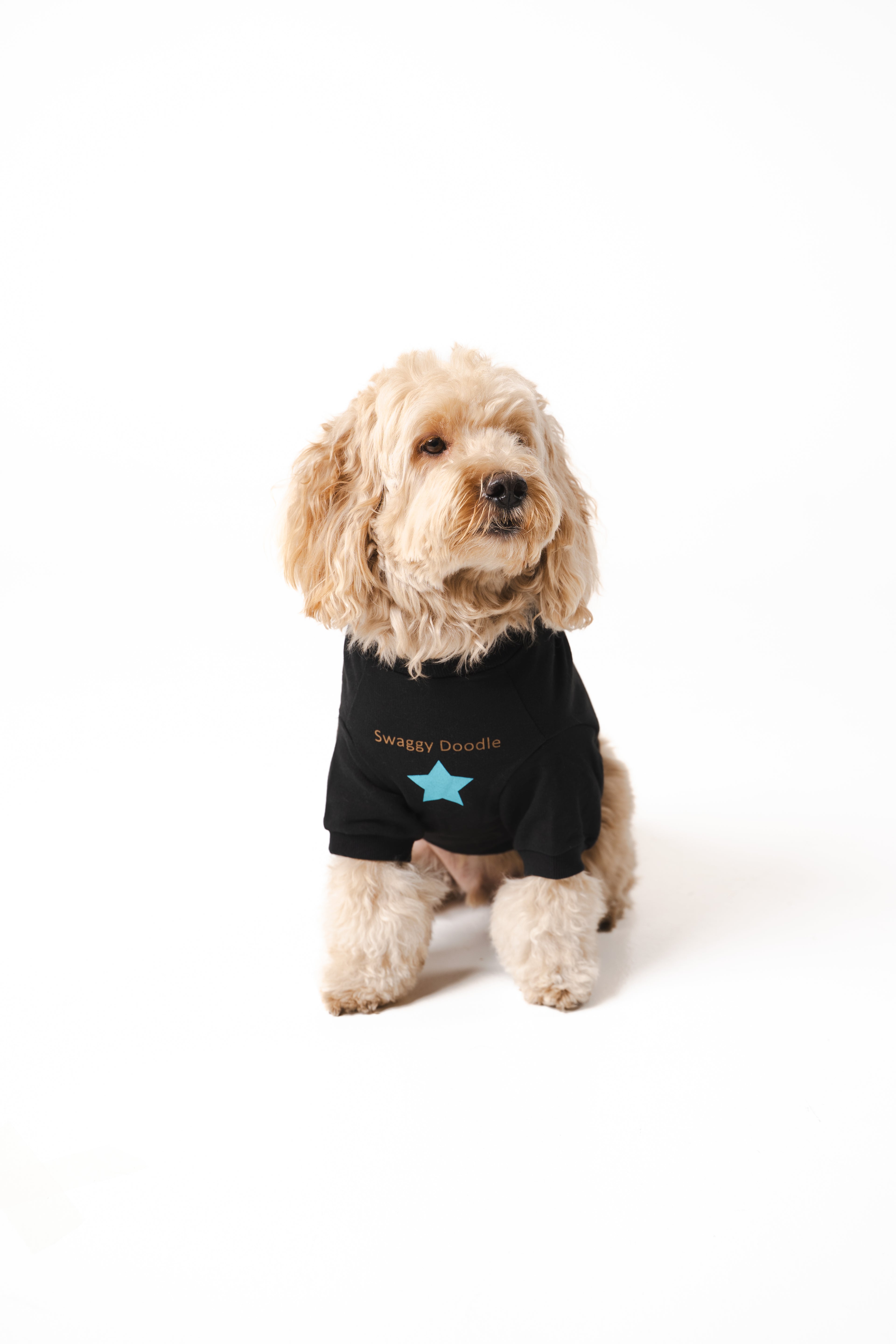 Dog's Blue Star Printed Sweatshirt black